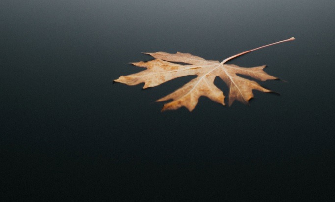 Ciemnożółty jesienny liść pływający po powierzchni wody