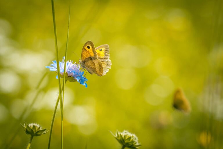 Zbliżenie na niebieskiego motyka siedzącego na niebieskim kwiatku, wokół zieleń